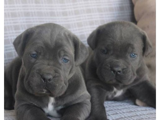 Denizli Pamukkale Cane Corso Yavruları