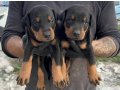 ÜST DÜZEY DOBERMAN YAVRU