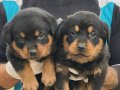 MACAR KOCA KAFA ROTWEİLER YAVRULARI