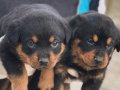 TÜRKİYENİN EN İYİ ROTWEİLER YAVRULARI