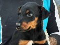 KİNG DOBERMAN YAVRULARI
