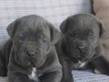 Denizli Pamukkale Cane Corso Yavruları