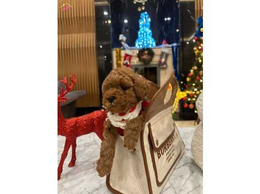3KG GARANTILİ MINIK LEO
