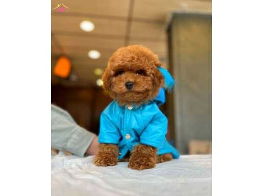 AVM İçi Mağazamızdan Red ToyPoodle Yavru Güvence ve Kalite