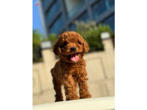 ToyPoodle Garantili Dişi ve Erkek Yavrular