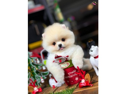 Kristal Gibi Gözler, Peluş Gibi Tüyleri İle Pomeranian Yavru