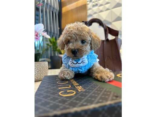 SAFKAN MİNİ POODLE YAVRULAR 