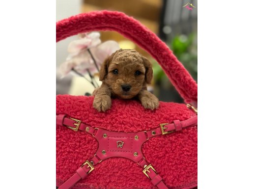 MİNİCİK TEACUP POODLE YAVRULAR