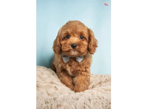 Show Kalitesinde Premium Maltipoo Yavrular 