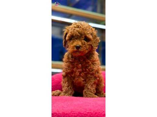 Elit Kan Hattından Muhteşem Poodle Bebekler