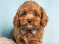 Show Kalitesinde Premium Maltipoo Yavrular 