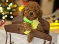 Secereli Özel Üretim Maltipoo Yavrular