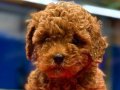 Elit Kan Hattından Muhteşem Poodle Bebekler