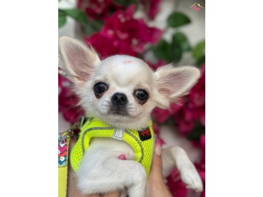 Eğitimli ve Sevimli Saf Irk Chihuahua Yavrular