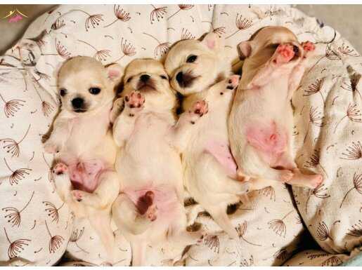 Sevimli ve Egitimli Chihuahua