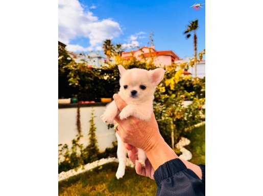 Sevimli ve Eğitimli Yavrular