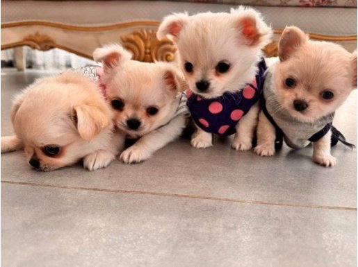 Sevimli ve Eğitimli Chihuahua Yavruları