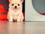 SEVİMLİ CHIHUAHUA YAVRULAR