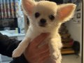 Irkının En İyisi Ödüllü Chihuahua Yavru