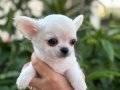Sahiplenmeye Hazır Uzun Tüy Beyaz Chihuahualar