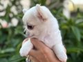 Sahiplenmeye Hazır Uzun Tüy Beyaz Chihuahualar