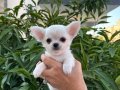 Sahiplenmeye Hazır Uzun Tüy Beyaz Chihuahualar