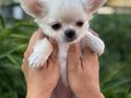 Sahiplenmeye Hazır Uzun Tüy Beyaz Chihuahualar