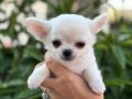 Sahiplenmeye Hazır Uzun Tüy Beyaz Chihuahualar