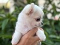 Sevimli ve Eğitimli Chihuahua Yavrular
