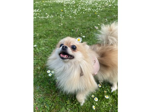 Microchip li aşıları tam Oyuncu Akıllı dişi pomeranian 