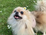 Microchip li aşıları tam Oyuncu Akıllı dişi pomeranian 