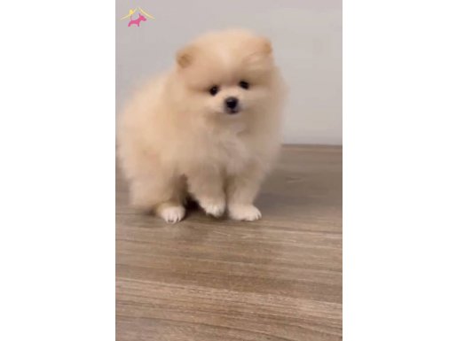 Pomerinian Boo 45 gün 3 adet dişi 