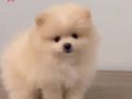 Pomerinian Boo 45 gün 3 adet dişi 