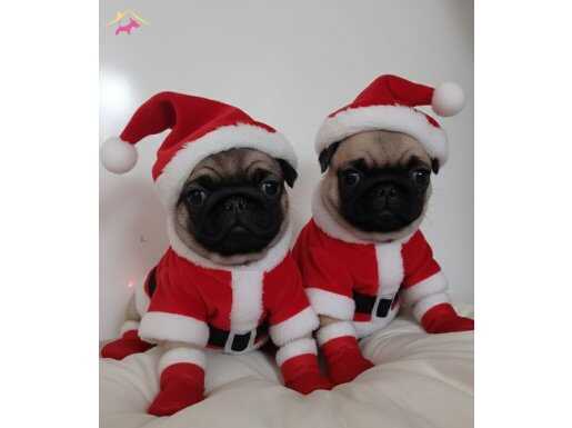 Mükemmel kalite pug Mops yavrular 