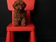 Üst düzey toy poodle 