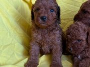Poodle bebeklerimiz teslime hazır 
