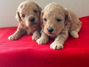 Apricot toy poodle 