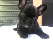 WC egitimli erkek Bulldog yavrumuz