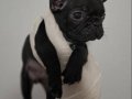  Karizma Sağlık Garantili French Bulldog