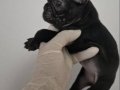  Karizma Sağlık Garantili French Bulldog