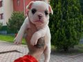 Mükemmel Kalite French Bulldog 