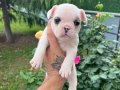 Mükemmel Kalite French Bulldog 