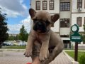 Özel Renk Fawn Yavrular 