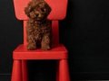 Üst düzey toy poodle 