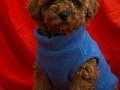 Üst düzey toy poodle 