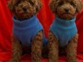 Üst düzey toy poodle 