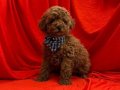 Üst düzey toy poodle 