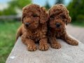 Toy poodle bebekler 