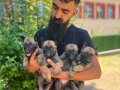 Mükemmel kalite yavrular teslime hazır 