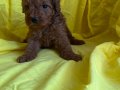 Poodle bebeklerimiz teslime hazır 